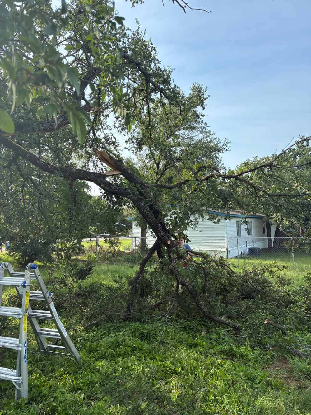 Tree Services image