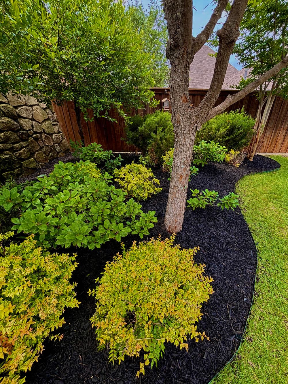 lush garden landscaping with shrubs, black mulch, and a tree in a residential backyard