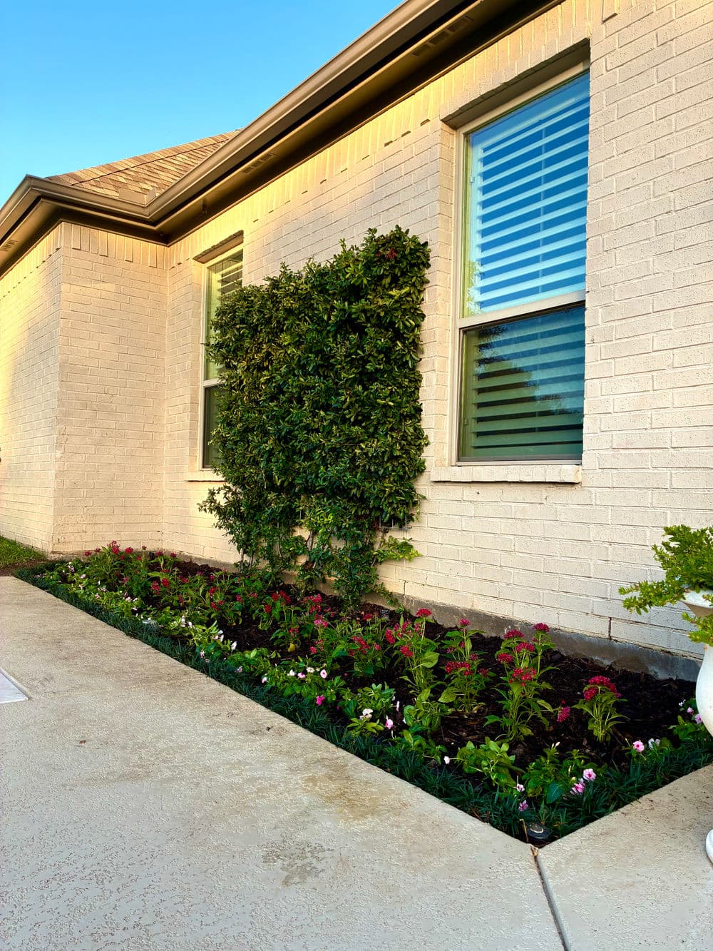 Lush flower bed with pink and white blooms along a light-colored brick wall and windows.