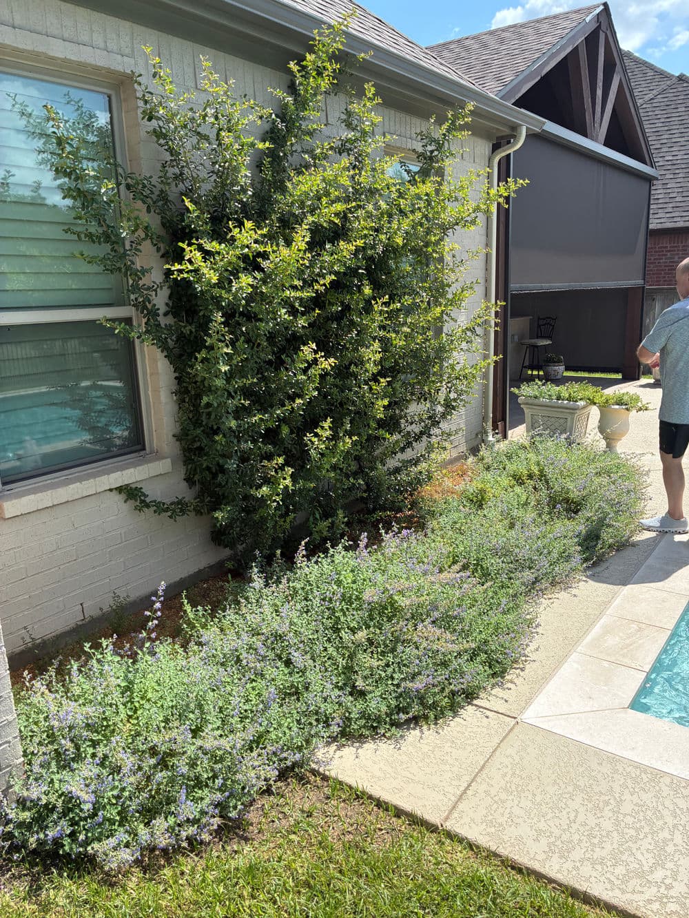Lush garden with greenery next to a house and a person walking by the pool.
