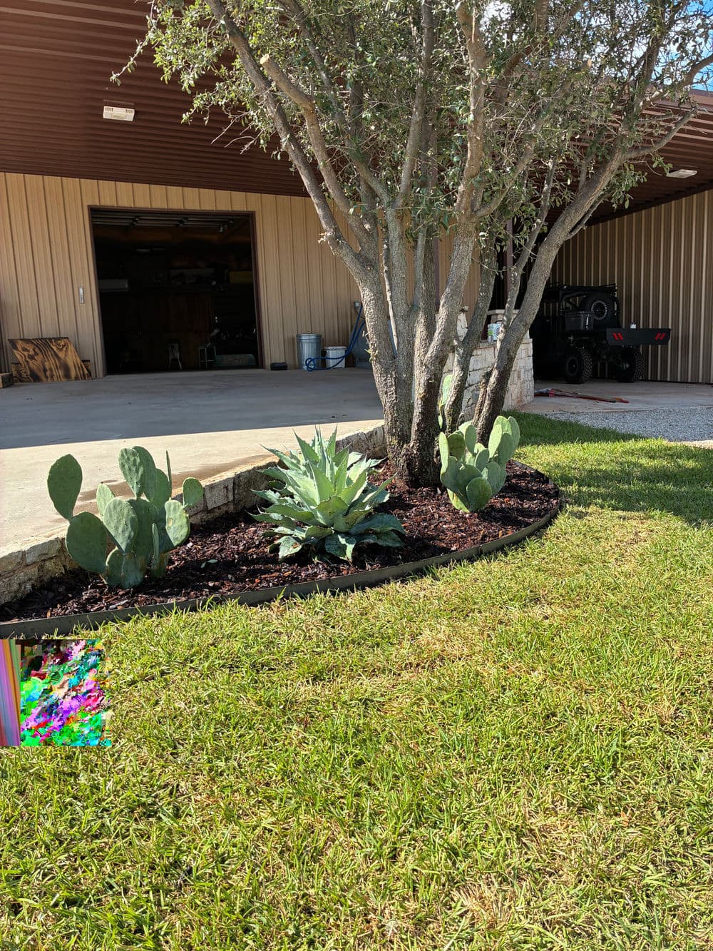 Cactus garden with agave plants beside a garage on a sunny day. Green grass and mulch visible.
