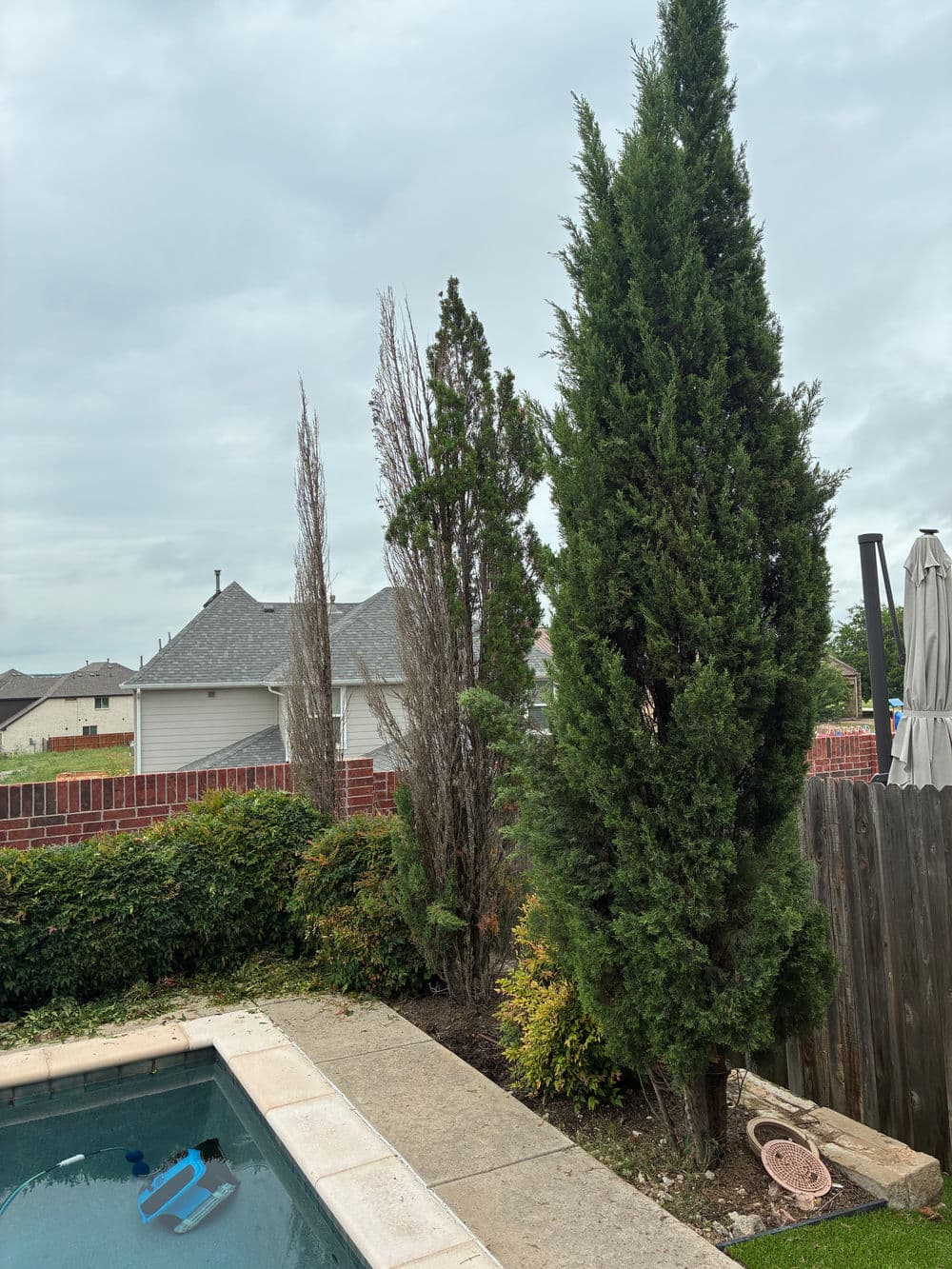 Green trees and shrubs beside a swimming pool in a suburban backyard under a cloudy sky.
