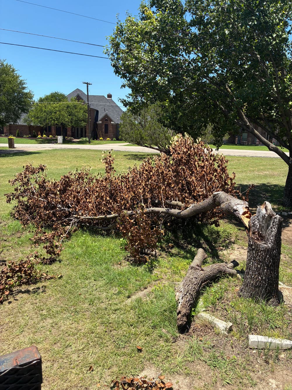Fallen tree branches with dry leaves on grass, suburban house in the background.