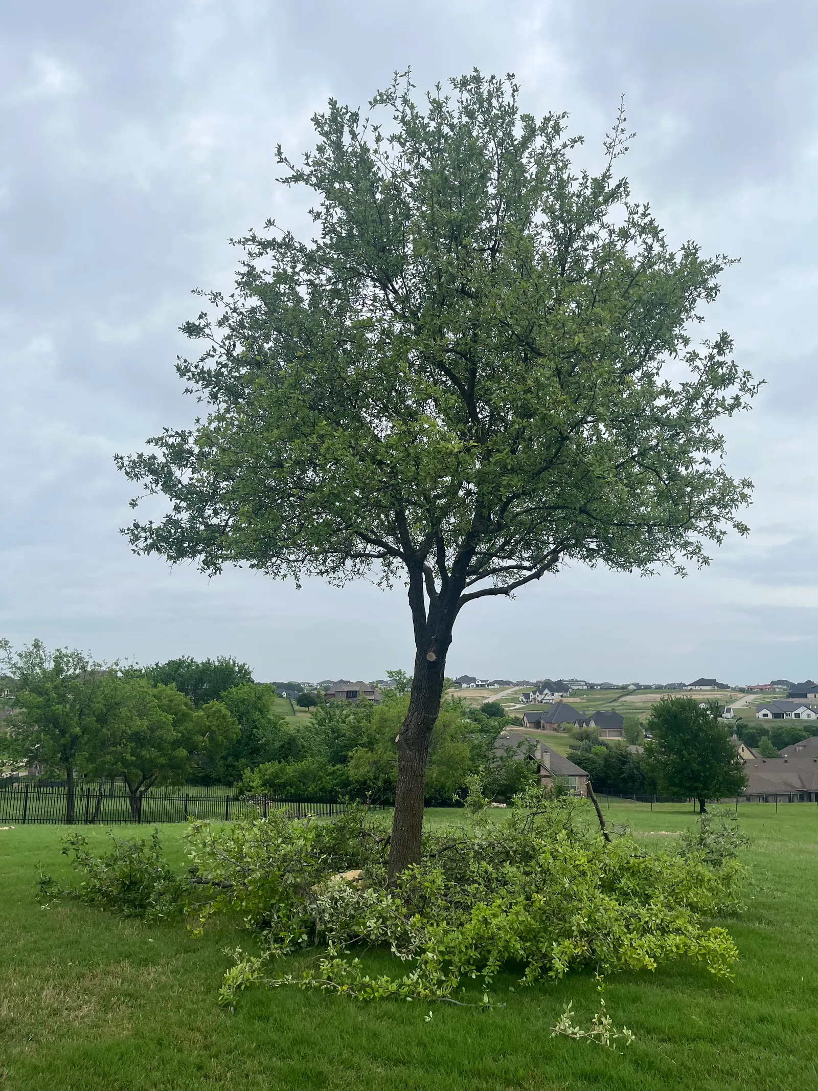 Tree Services project photo