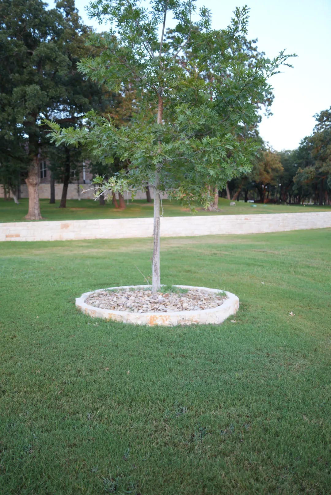 Tree Services project photo