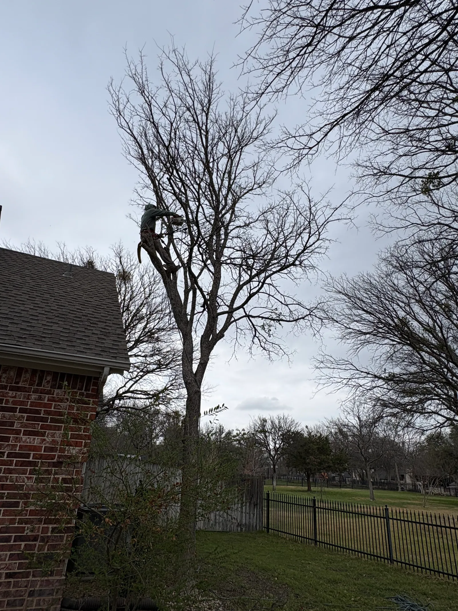 Tree Services project in Aledo, TX