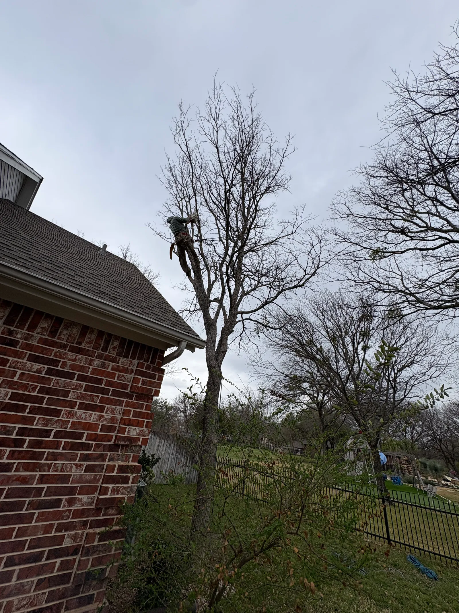 Tree Services project photo